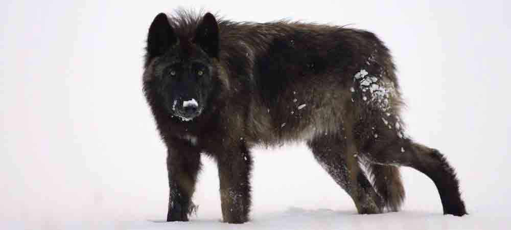 At One With The Wolves