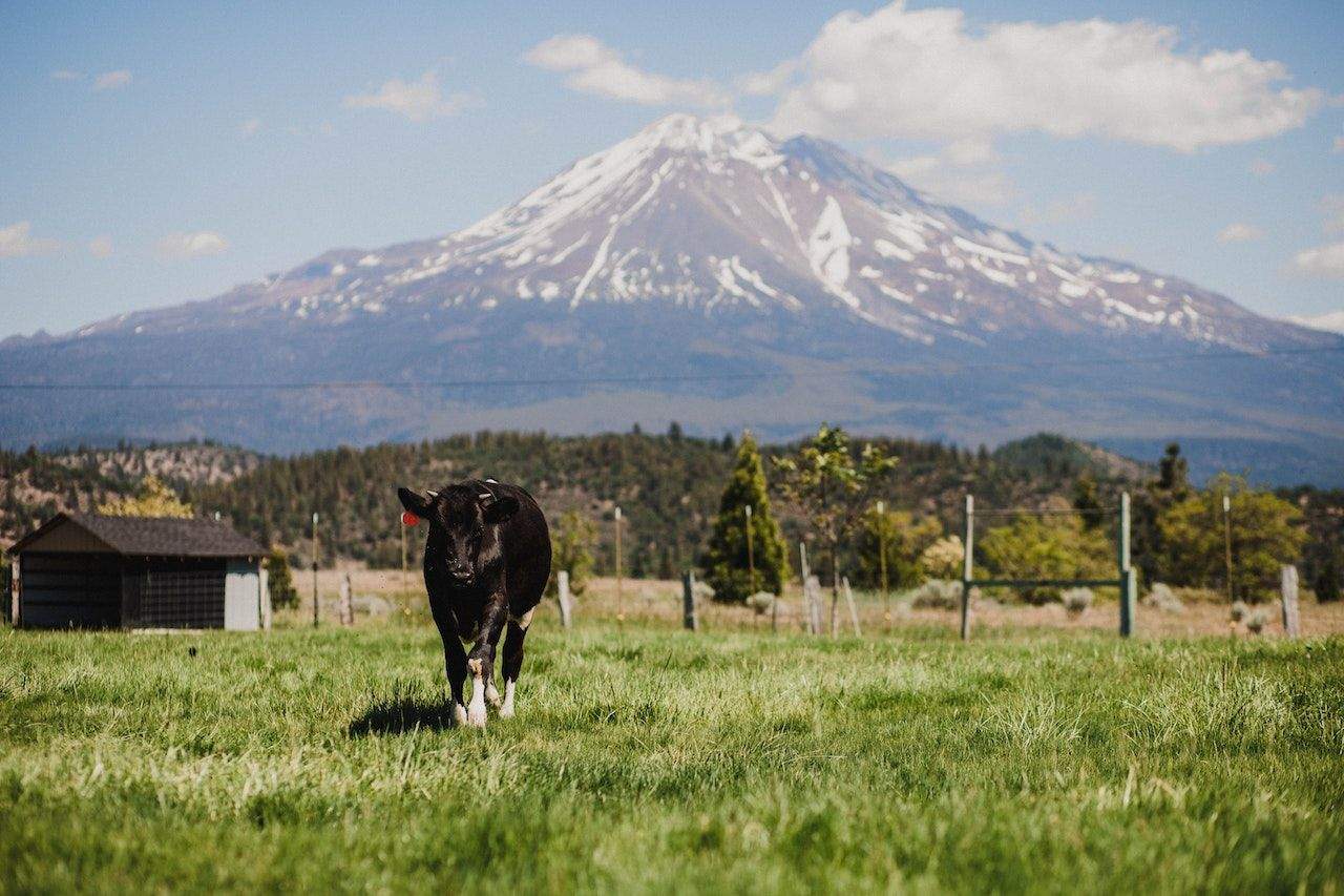 What Makes McCloud RV Resort Worth Visiting